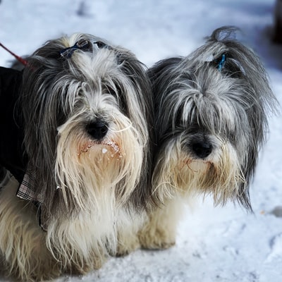 两个成年白人和黑人的牧羊犬
